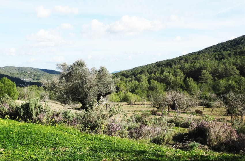 Waarom iedereen Torres of Garcia heet op Ibiza